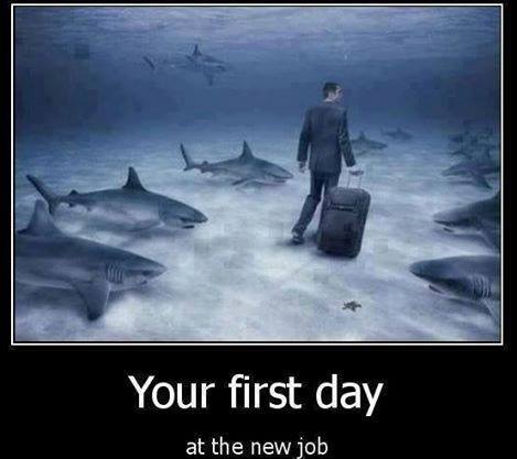 motivation, sharks, first day at the new job