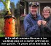 carrot, story, wedding ring, lost, found after 16 years