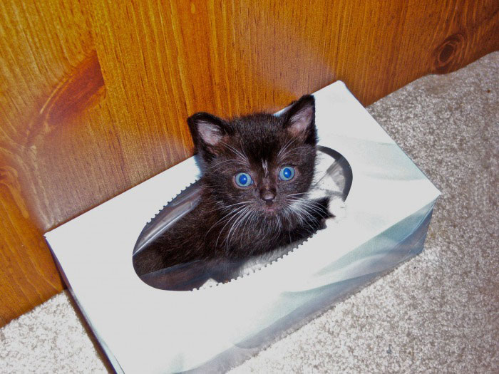 kitten in tissue box, cute