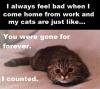 cat, gone for forever, counter, cute, sad, come home from work