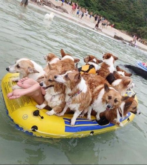 dogs, wtf, floatie, beach, lol