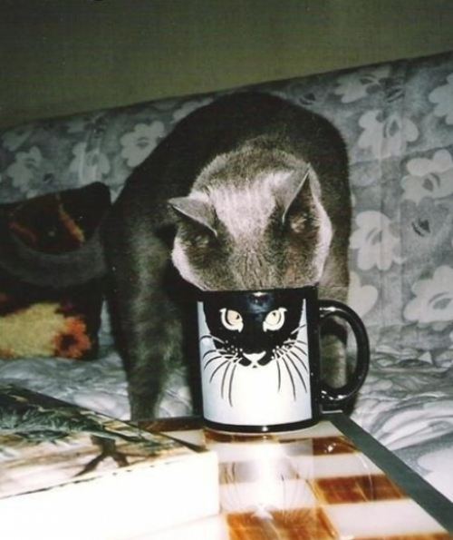 mug, cat, perspective, face, lol