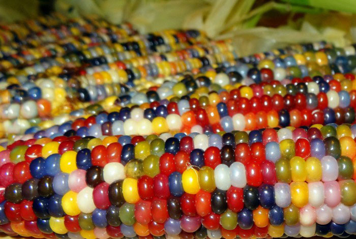 corn, colorful, food, ears, cob