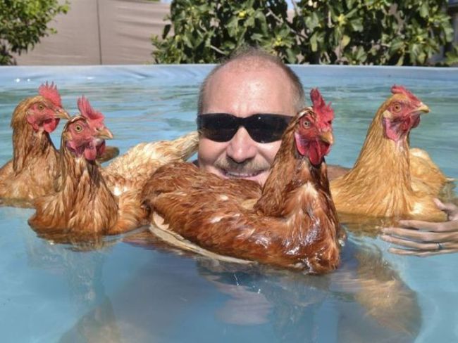 chickens in water, pool, wtf