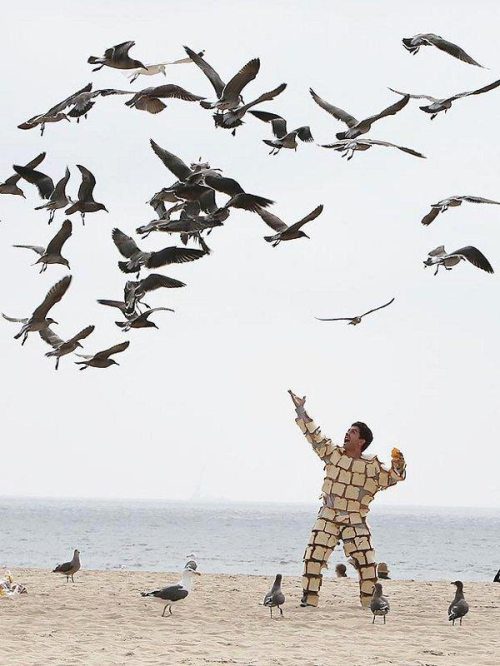 bread man, birds, seagulls, beach, wtf