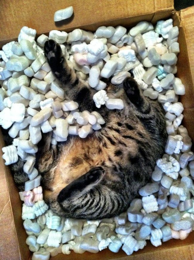 cat, packing material, playing in a box