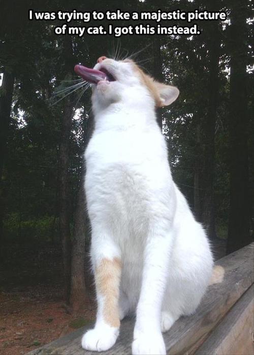cat, majestic, tongue, lol