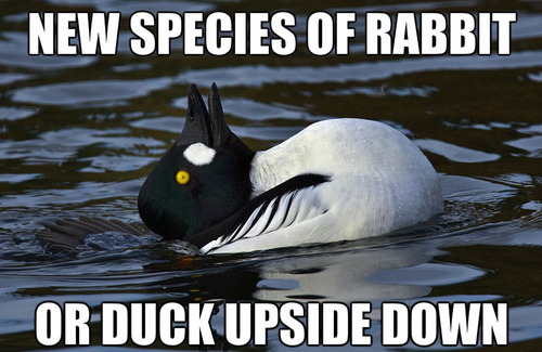rabbit, upside down duck, meme, wtf