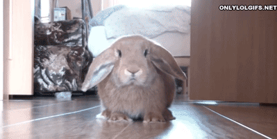 gif, bunny rabbit, freak out, run away