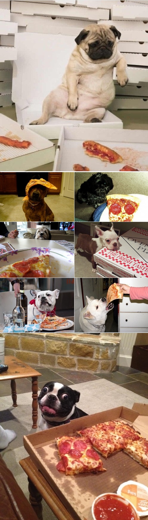 dogs, pizza