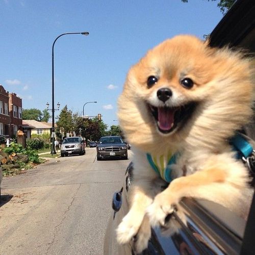 dog, car window, wind, happy