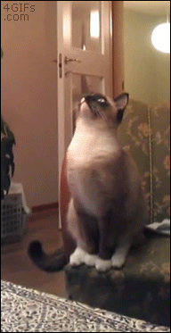 cat, jump, gif, fail