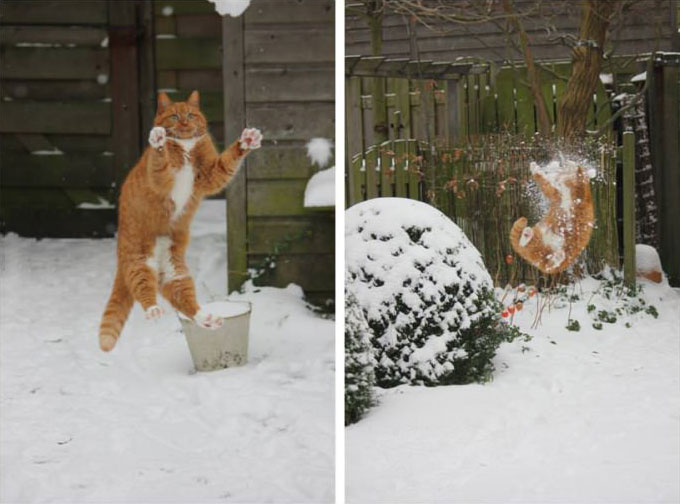 cat, snow ball, timing, catch, lol