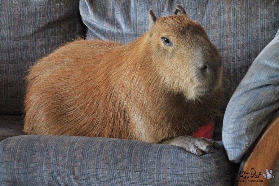 world's largest rodent