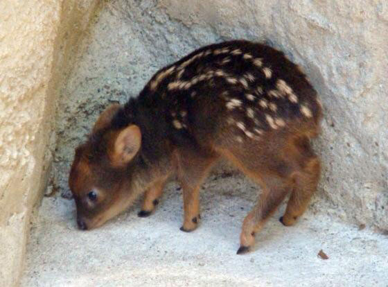 baby deer, cute, animal
