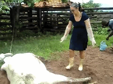gif, ouch, cow kick to the face, omg