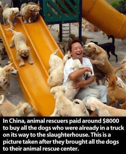story, saving dogs, china, animals, happy