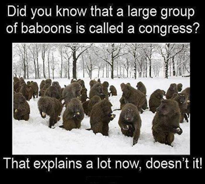 congress, motivation, group of baboons