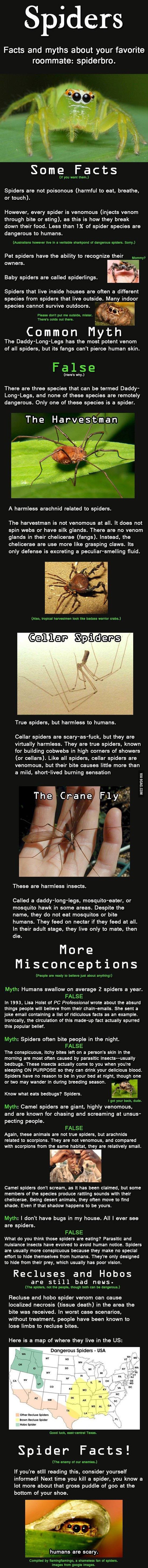 spiders, facts, dyk