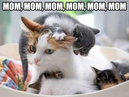 mom, meme, kitten, cat