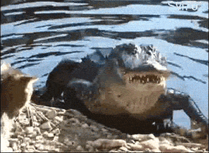 gif, crocodile, cat, lol
