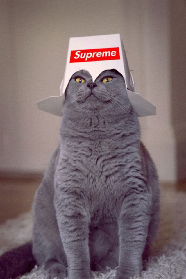 supreme, cat, crown
