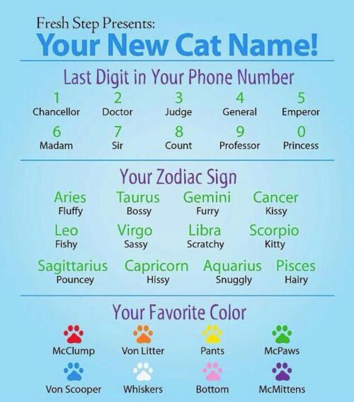 your new cat name, game, zodiac, favorite color