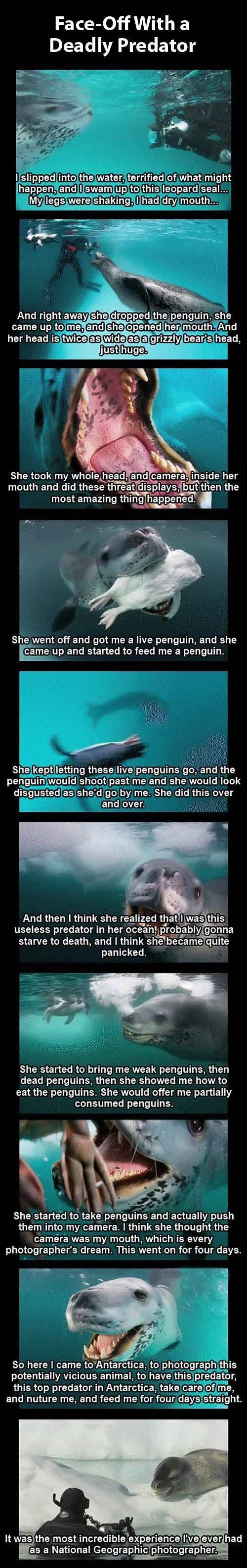 deadly encounter with a leopard seal