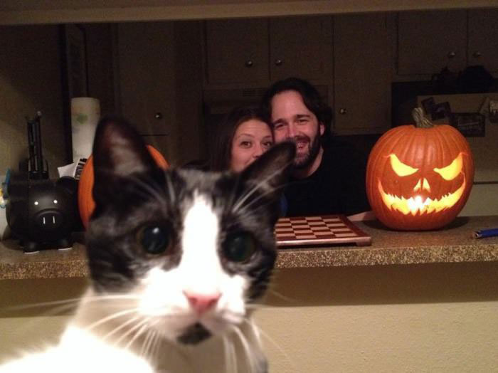 cat, halloween, photobomb