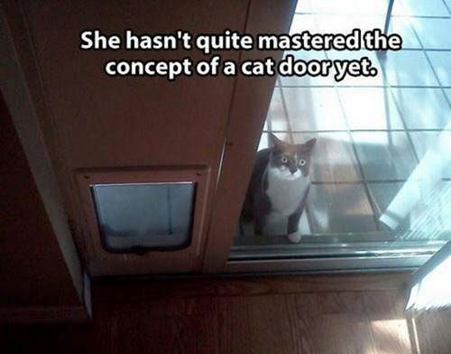 cat door, fail, stupid animal