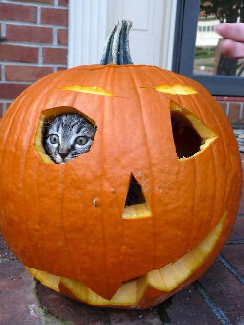 pumpkin, cat, halloween