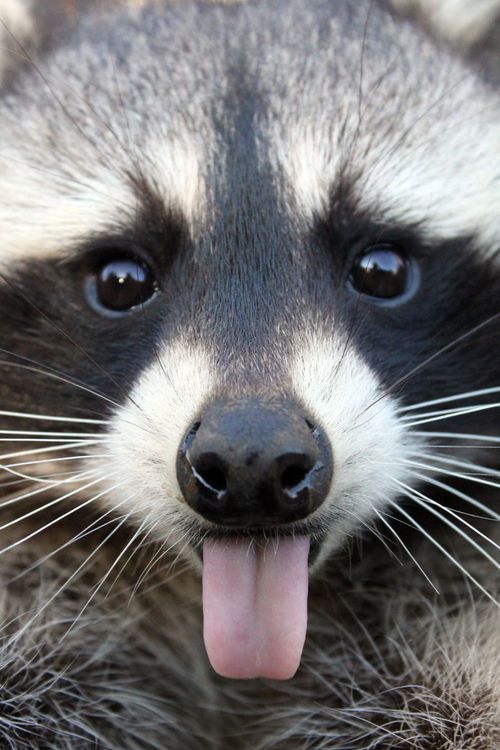 racoon, sticking out tongue