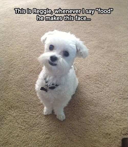 this is Reggie, whenever I say food he makes this face