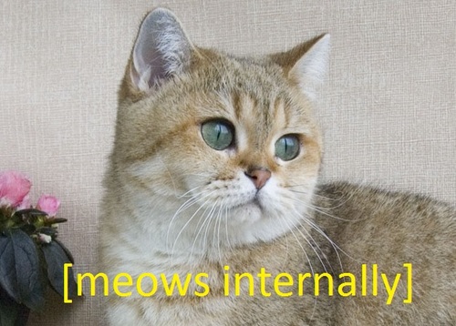cat, meows internally