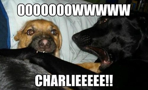 oww, dog, bite, meme, charlie