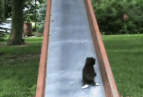 infinite kitten slide fetching, mother cat helps kittens up a slide