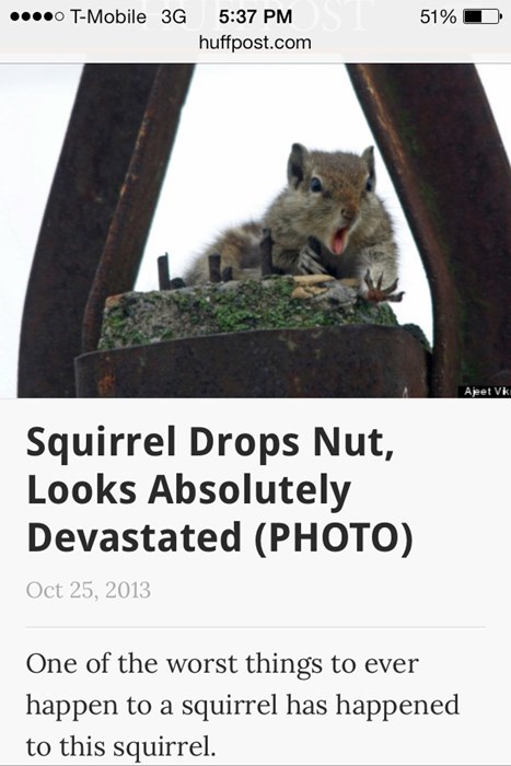 squirrel drops his nuts, despair, face, lol