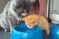 cat, gif, cute, teaching a kitten how to drink