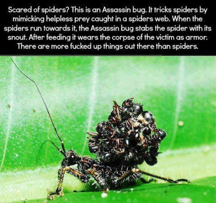 spider, insect, wtf, story, dyk