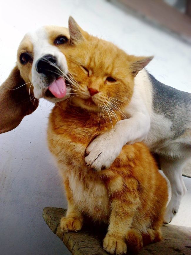 dog, cat, friends