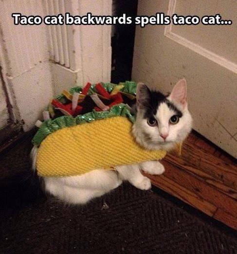 taco cat, palindrome, pet costume