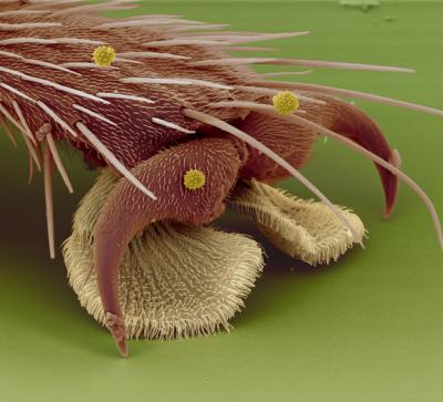 microscope photography, macro, foot of a housefly