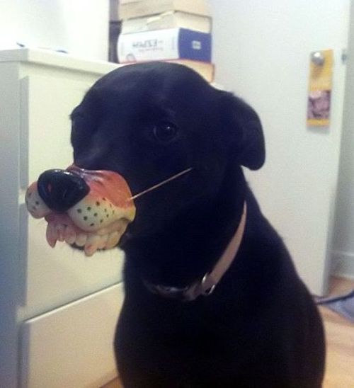 dog, mask, nose and teeth, lol