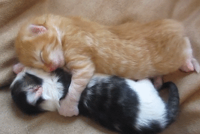 two kittens yawning simultaneously, cute, adorable