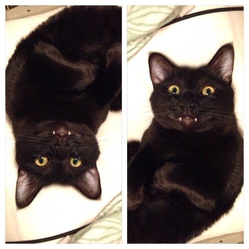 cat, smile, fangs