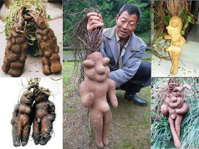 plant root looks awfully familiar, person, wtf
