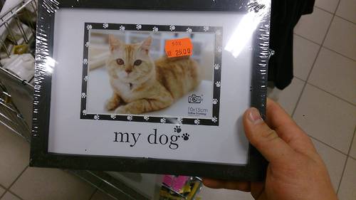 picture frame, my dog, cat, fail