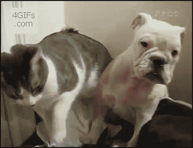 dog, cat, punch, knock out, gif