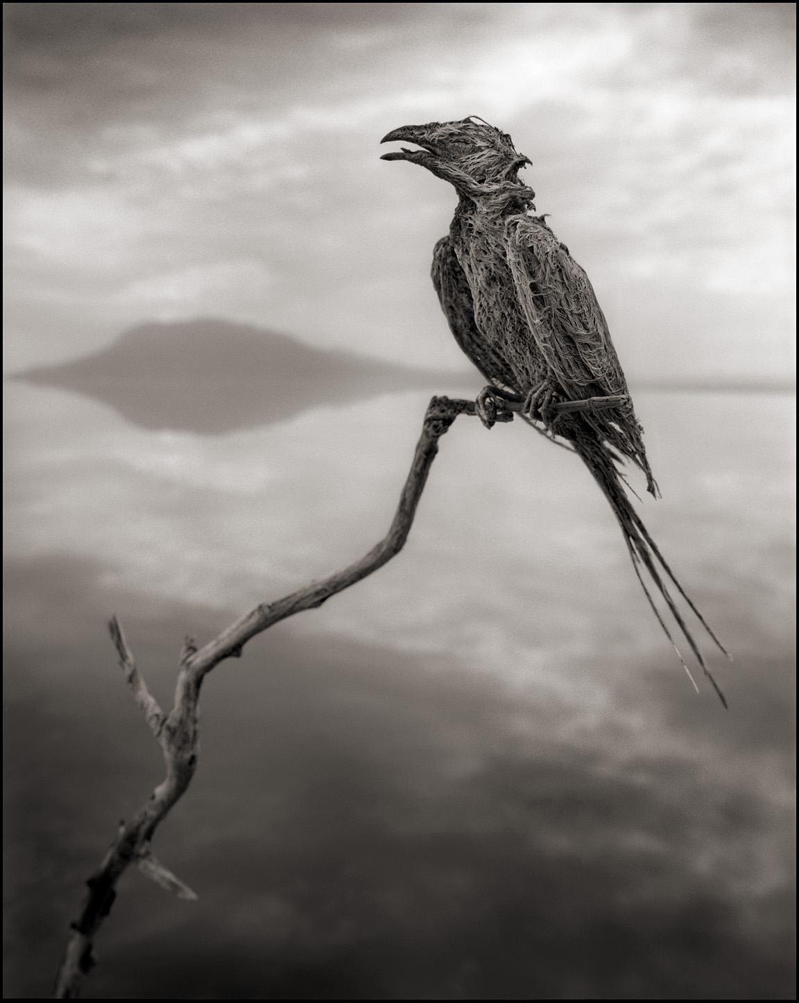 petrified bird