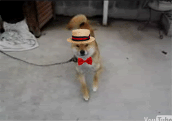gif, dog, dance, hat, loop